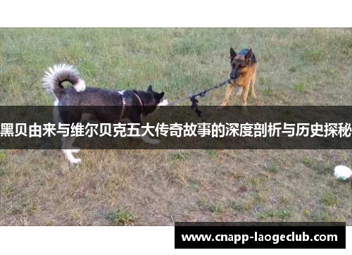 黑贝由来与维尔贝克五大传奇故事的深度剖析与历史探秘 黑贝由来与维尔贝克五大传奇故事的深度剖析与历史探秘
